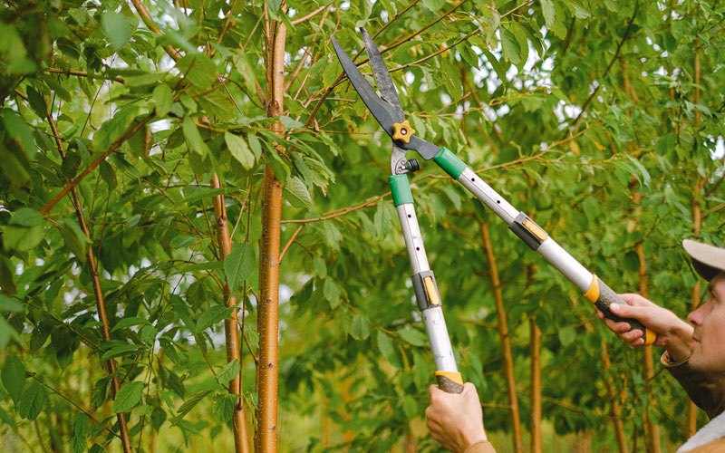 Tree trimming in Thorntown, IN
